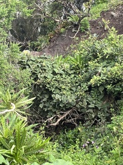 Convolvulus canariensis