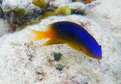 Stegastes leucostictus