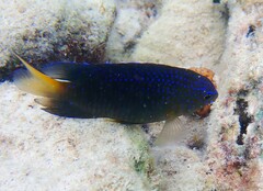 Stegastes leucostictus