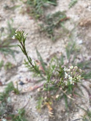 Caulanthus lasiophyllus