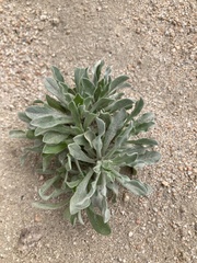 Heterotheca sessiliflora