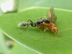 Pseudomyrmex gracilis