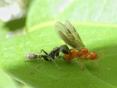 Pseudomyrmex gracilis