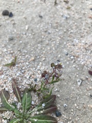 Lepidium nitidum