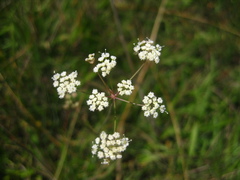 Perideridia gairdneri