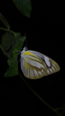 Appias libythea olferna