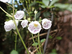 Jovellana sinclairii