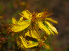 Hypericum concinnum
