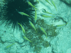 Lutjanus bengalensis