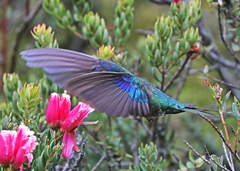 Pterophanes cyanopterus