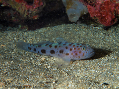 Thorogobius ephippiatus