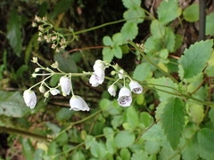 Jovellana sinclairii