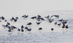 Larus argentatus