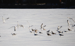 Larus argentatus