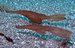 Solenostomus cyanopterus