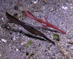Solenostomus cyanopterus