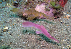 Solenostomus cyanopterus