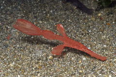 Solenostomus cyanopterus