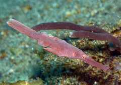 Solenostomus cyanopterus