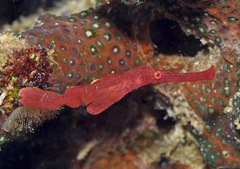 Solenostomus cyanopterus