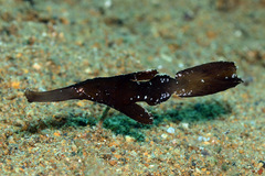 Solenostomus cyanopterus