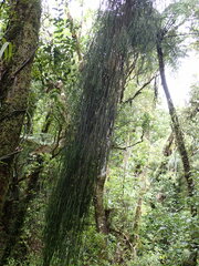 Phlegmariurus billardierei