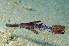 Solenostomus cyanopterus