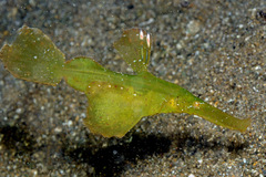 Solenostomus cyanopterus
