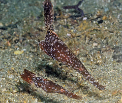 Solenostomus cyanopterus