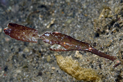 Solenostomus cyanopterus