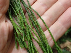 Phlegmariurus billardierei