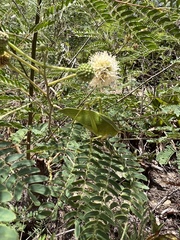 Leucaena
