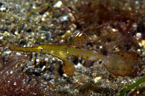 Solenostomus cyanopterus Bleeker, 1854