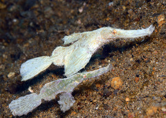 Solenostomus cyanopterus