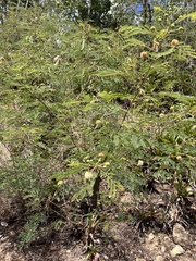 Leucaena
