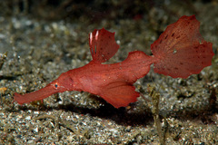 Solenostomus cyanopterus