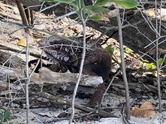 Iguanidae