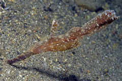 Solenostomus cyanopterus