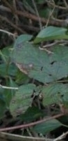 Petasites pyrenaicus