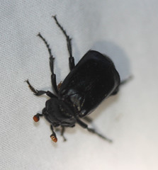 Nicrophorus nigrita