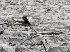 Iguanidae