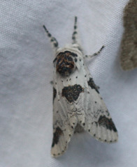 Furcula scolopendrina