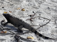 Iguanidae