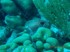 Holocentrus adscensionis