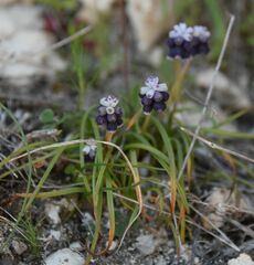 Muscari neglectum