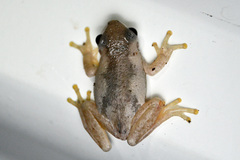 Litoria balatus