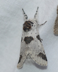 Furcula scolopendrina