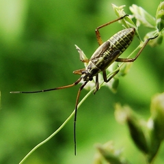 Leptopterna dolabrata