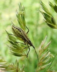 Leptopterna dolabrata