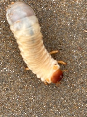 Pericoptus
